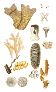 Retepore Dentelle Vintage Coral Illustrations in the Public Domain