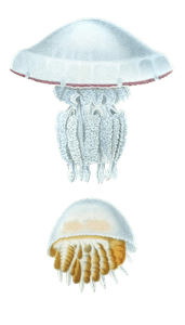 Rhizostome De Curview Jellyfish Vintage Jellyfish Illustrations in the Public Domain