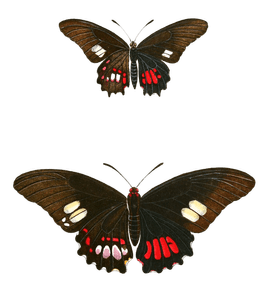 Ruby Spotted Swallowtail Anchifiades Vintage Butterfly Illustration