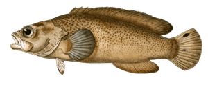 Savonner Sable Vintage Fish Illustrations in the Public Domain