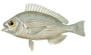 Scathare Gree Vintage Fish Illustrations in the Public Domain