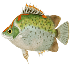 Scatophage Orne Vintage Fish Illustrations in the Public Domain
