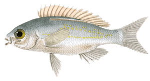 Scolopside a Maxillaire Epineux Vintage Fish Illustrations in the Public Domain