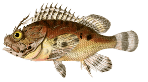 Scorpene Aux Grandes Cornes Vintage Fish Illustrations in the Public Domain