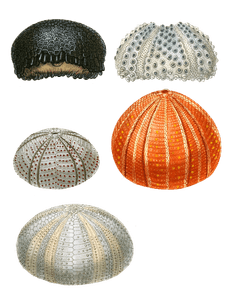 Sea Urchins Various Vintage Sea Life Illustrations in the Public Domain