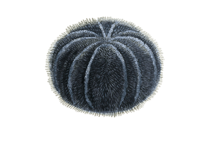 Sea Urchins Vintage Sea Life Illustrations in the Public Domain
