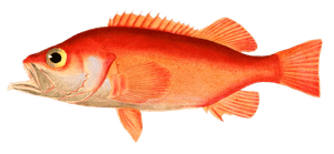 Sebastes Mentella SebasteDu Nord Vintage Fish Illustrations in the Public Domain