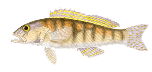 Serran a Deux Faisceaux Serranus Fascicu Vintage Fish Illustrations in the Public Domain