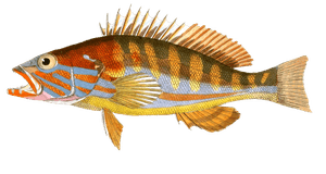 Serran Proprement Dit Serranus Cabrilla N Vintage Fish Illustrations in the Public Domain