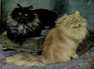 Smoke and Orange Persians Vintage Cat Illustrations in the Public Domain