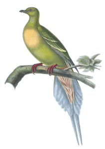 Sphenocercus Apicaudus Vintage Dove Illustrations in the Public Domain
