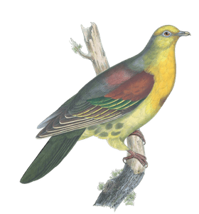 Sphenocercus Cantillans Vintage Dove Illustrations in the Public Domain
