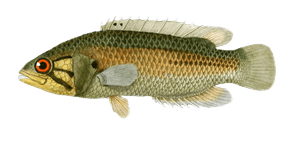 Spirobranche Du Cap Vintage Fish Illustrations in the Public Domain