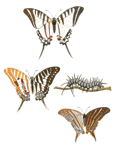 Spot Swordtail Papilion Protesilaus Nomius Marius Vintage Butterfly Illustration