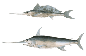 Swordfish Espadon Epee Vintage Fish Illustrations in the Public Domain