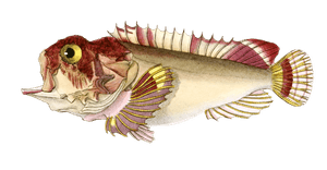 Synancee Rongee Vintage Fish Illustrations in the Public Domain