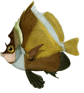 Taurichte Varie Vintage Fish Illustrations in the Public Domain