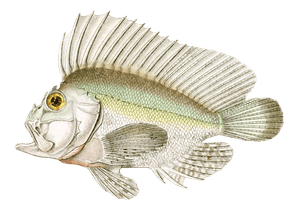 Tenianote Triacanthe Vintage Fish Illustrations in the Public Domain