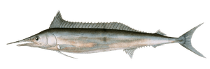 Tetrature Orphie Vintage Fish Illustrations in the Public Domain