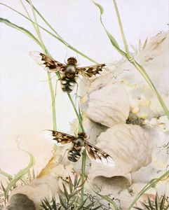 The Anthrax Fly Vintage Illustration of Insects