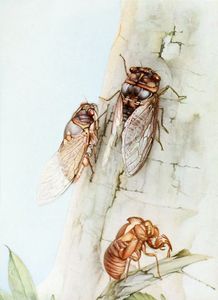 The Cicada Vintage Illustration of Insects
