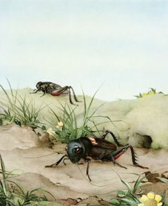 The Cricket Vintage Illustration of Insects