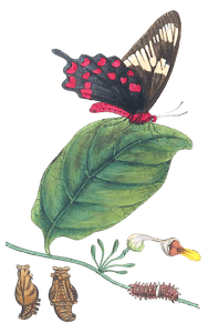 The Transformations of Papilio Hector Illustrated Vintage Butterfly Illustration