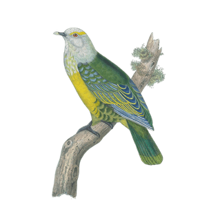Thouarsiteron Diadema Vintage Dove Illustrations in the Public Domain