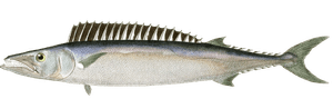 Thyrsite Atun Vintage Fish Illustrations in the Public Domain