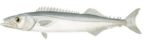 Thyrsite Lepidopoide Vintage Fish Illustrations in the Public Domain