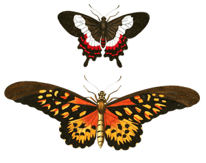 Tracking African Giant Swallowtail Pailion Afcanius Vintage Butterfly Illustration