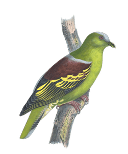Treron Aromatica Vintage Dove Illustrations in the Public Domain