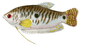 Trichopode Trichoptere Vintage Fish Illustrations in the Public Domain