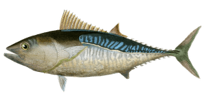 Tuna Thon a Ailes Courtes Vintage Fish Illustrations in the Public Domain