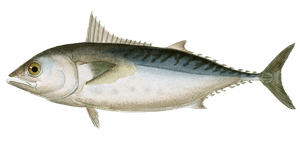 Tuna Thonine a Pectorales Courtes Vintage Fish Illustrations in the Public Domain