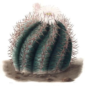 Turks Head Cactus Echinocactus Horizonthalonius Vintage Cactus Illustration