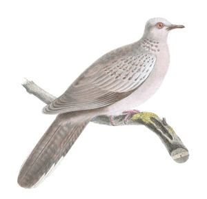 Turtur Isabellinus Vintage Dove Illustrations in the Public Domain