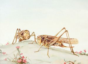 Two Strange Grasshoppers Vintage Illustration of Insects