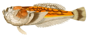 Uranoscope Sans Vintage Fish Illustrations in the Public Domain