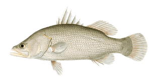 Variole Des Indes Vintage Fish Illustrations in the Public Domain