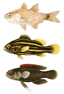 Various Vintage Illustrations of Fish 1