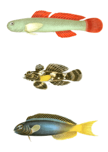 Various Vintage Illustrations of Fish 2
