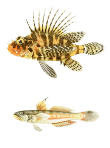 Various Vintage Illustrations of Fish 3