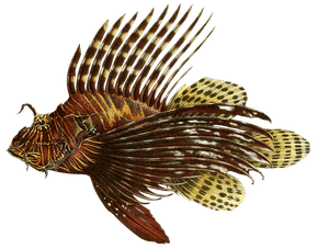 Various Vintage Illustrations of Fish 4