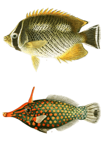 Various Vintage Illustrations of Fish 5