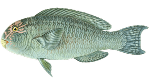 Various Vintage Illustrations of Fish 6