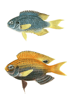 Various Vintage Illustrations of Fish 7