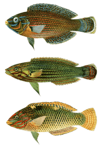 Various Vintage Illustrations of Fish 9