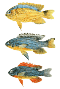 Various Vintage Illustrations of Fish 10