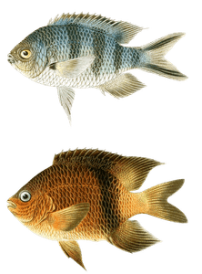 Various Vintage Illustrations of Fish 11